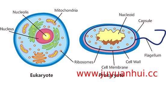 《细胞生物学》翟中和 第3版/第4版 PDF电子版【夸克网盘下载】